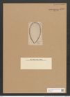 Surirella inducla A. Schm. (de-Toni-Nr.: Genus 53, Species 2382) Zeichnungen Sammlung Grunow Nr. 4786 (NHMW-BOT-W0372924)